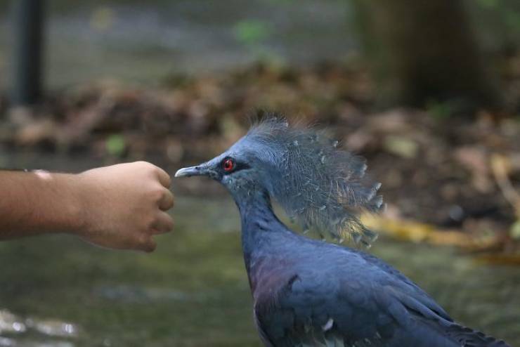 The “Victoria Crowned Pigeon” Is Such A Beautiful Bird!