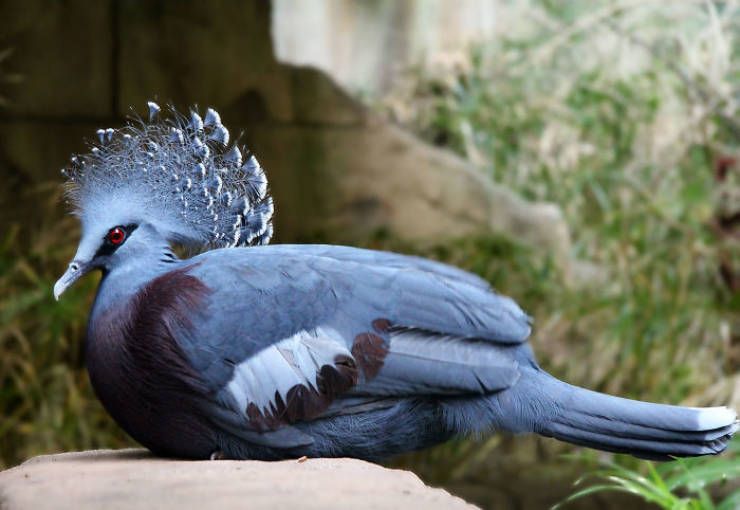 A „Victoria koronás galamb” olyan gyönyörű madár!