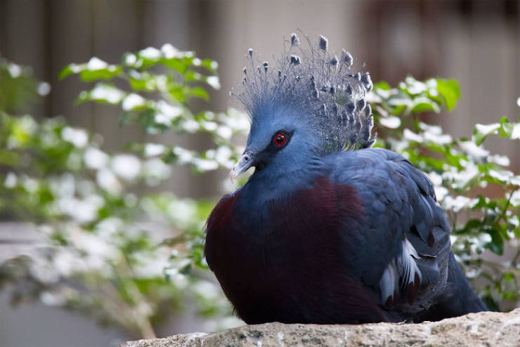 A „Victoria koronás galamb” olyan gyönyörű madár!