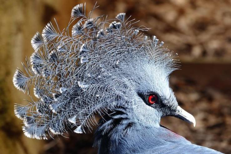 The “Victoria Crowned Pigeon” Is Such A Beautiful Bird!