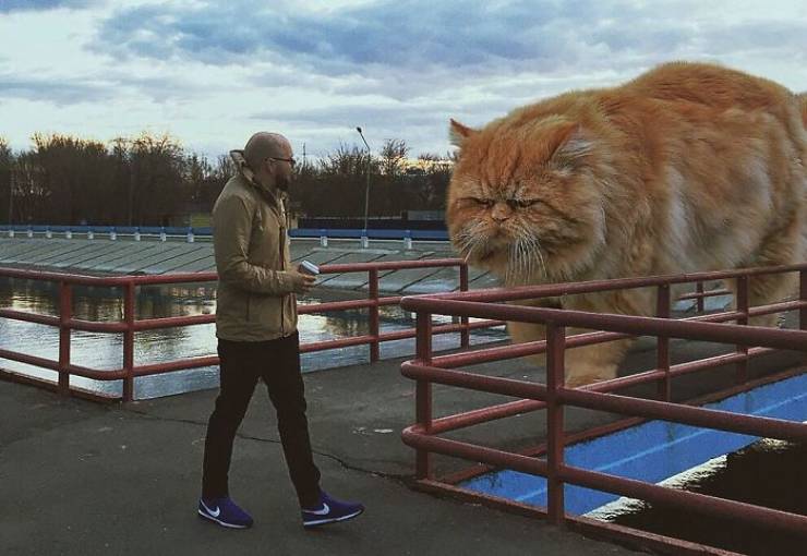 What If Cats Were Much Bigger Than They Really Are