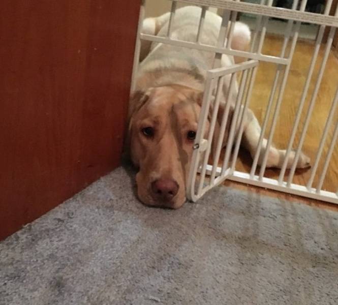 Sad Dogs Make Us Sad Too