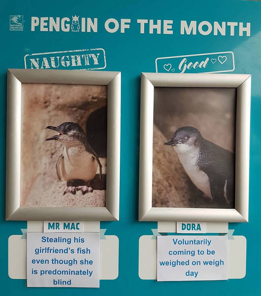 There’s So Many Naughty Penguins In This New Zealand Aquarium