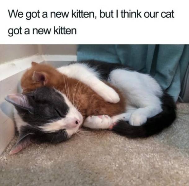 Well, So Cats Can Actually Be Gentle And Loving