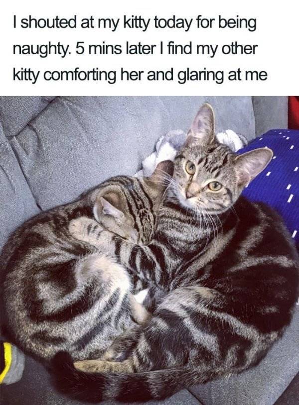 Well, So Cats Can Actually Be Gentle And Loving