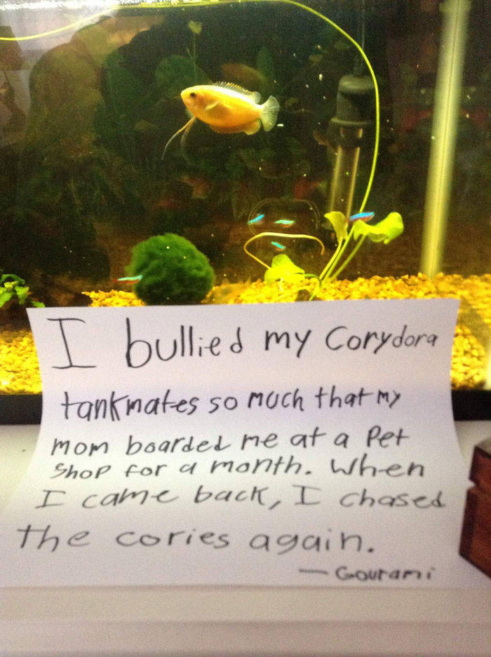 Shame On You, Fish!