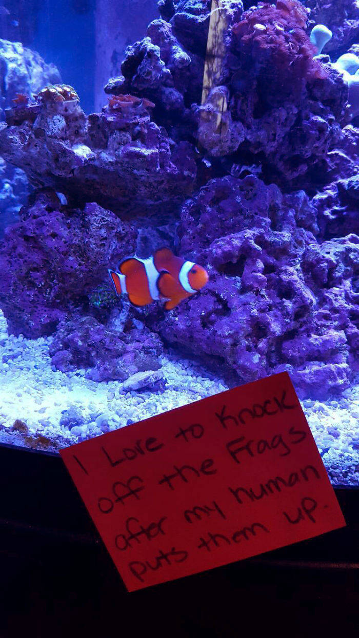 Shame On You, Fish!