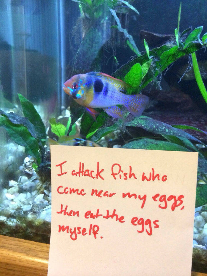Shame On You, Fish!