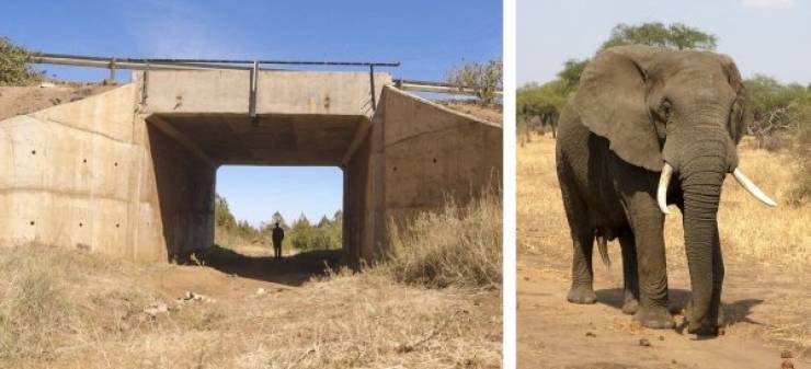 Animal Crossings Show Where Animals Are Actually Respected