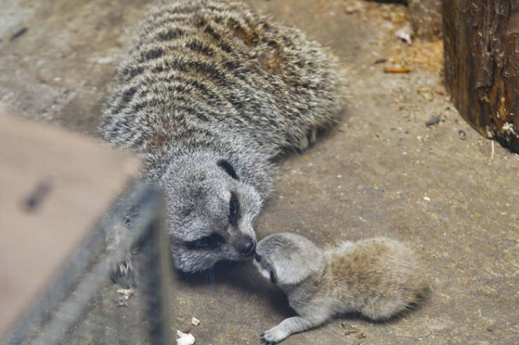 Meerkats Are So Adorable, Especially When There’s A Whole Family Of Them!