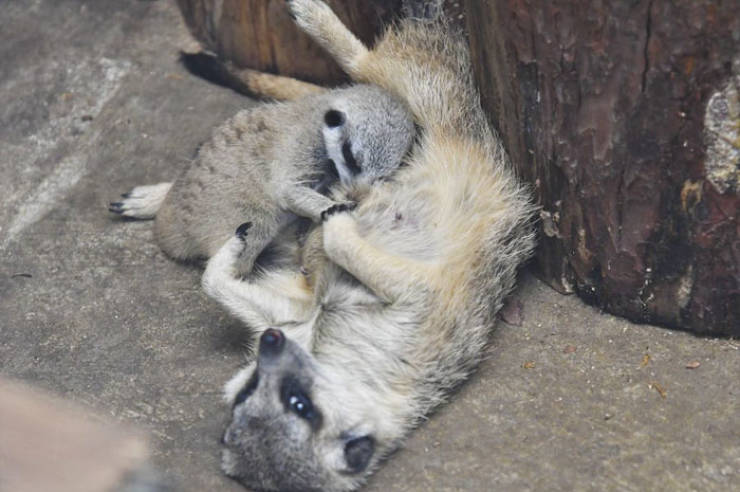 Meerkats Are So Adorable, Especially When There’s A Whole Family Of Them!