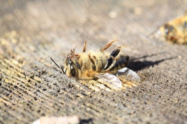 500 Million Bees Have Died In Brazil Since Last December, And It’s Not A Good Sign