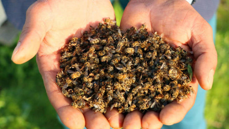 500 Million Bees Have Died In Brazil Since Last December, And It’s Not A Good Sign