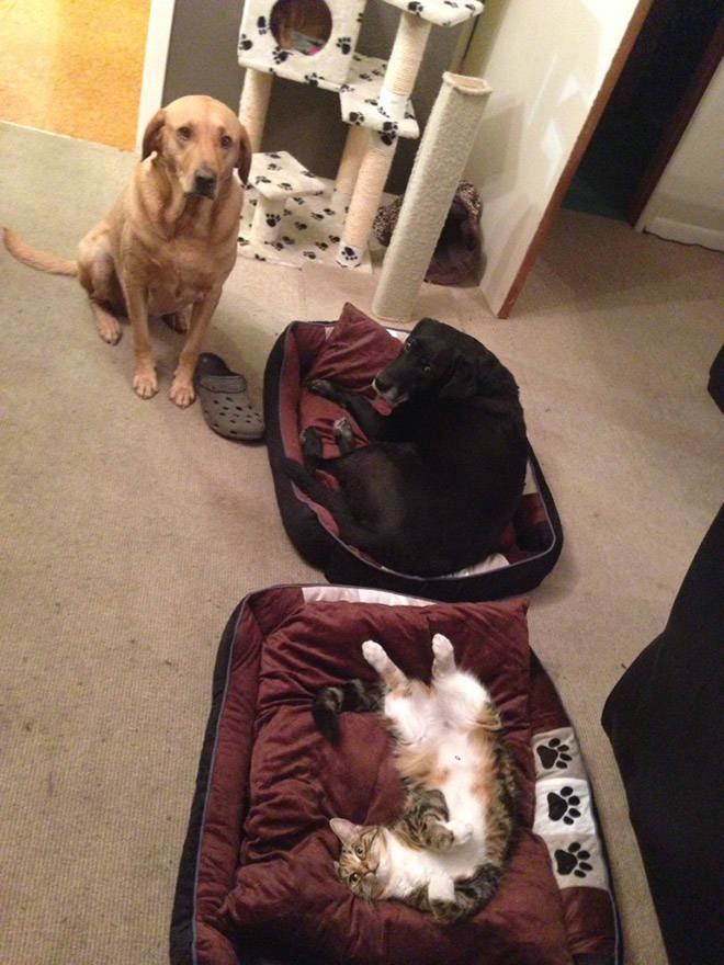 Dog Beds Are Made For Cats, And Cats Only
