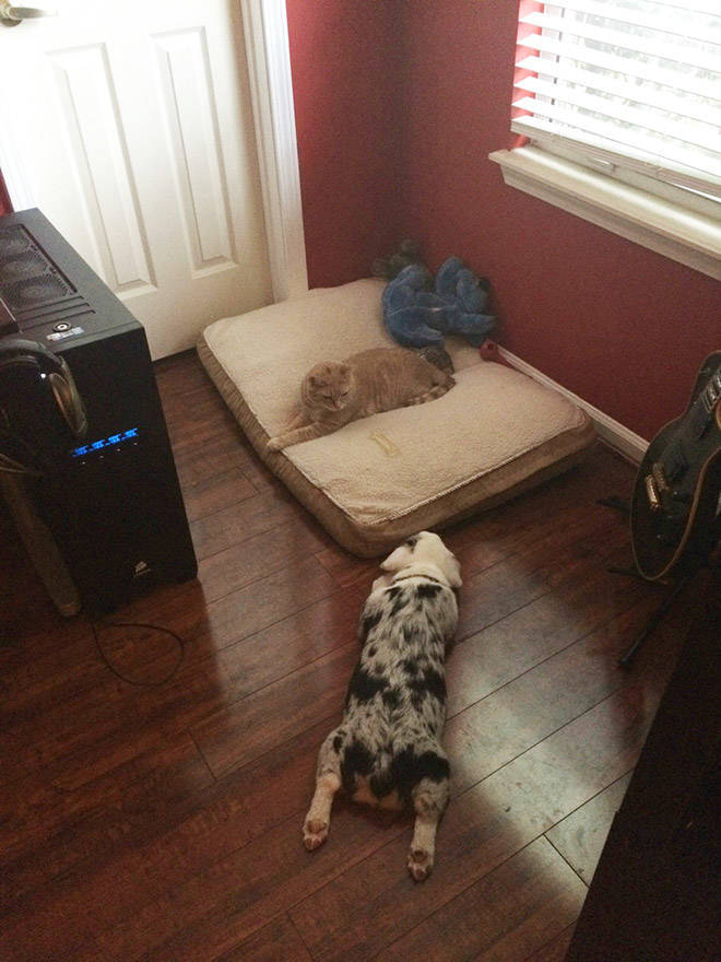 Dog Beds Are Made For Cats, And Cats Only