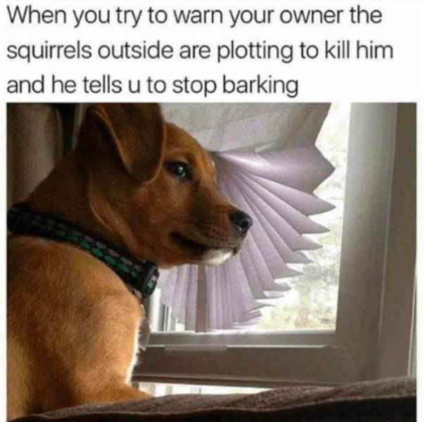 Your Dog Would Very Much Enjoy These Memes