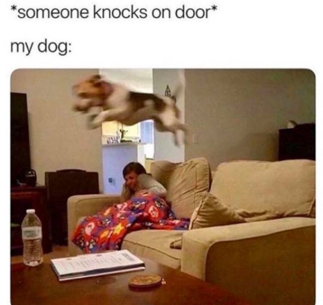 Your Dog Would Very Much Enjoy These Memes