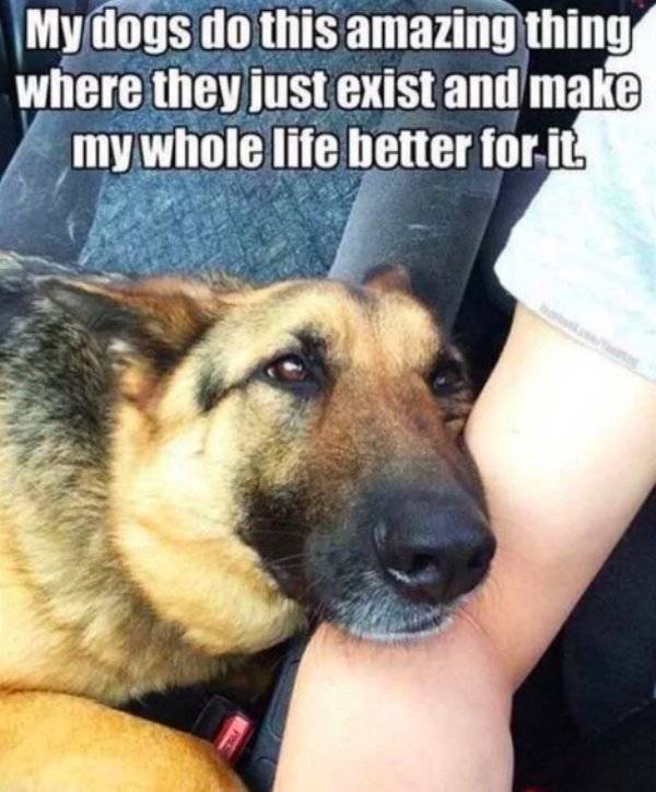 Your Dog Would Very Much Enjoy These Memes