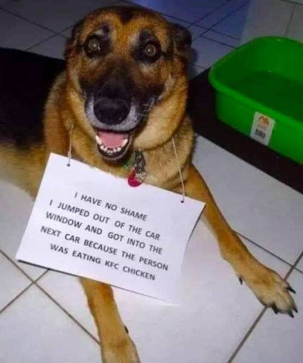 Your Dog Would Very Much Enjoy These Memes