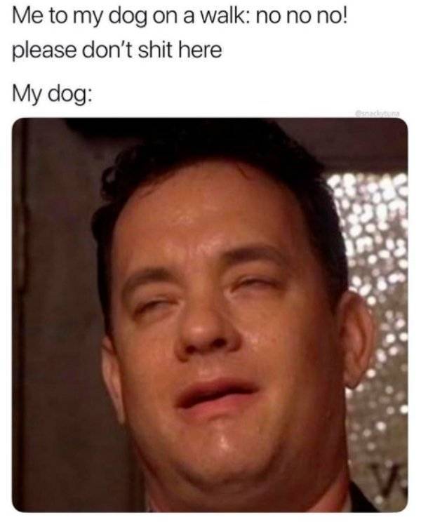 Your Dog Would Very Much Enjoy These Memes