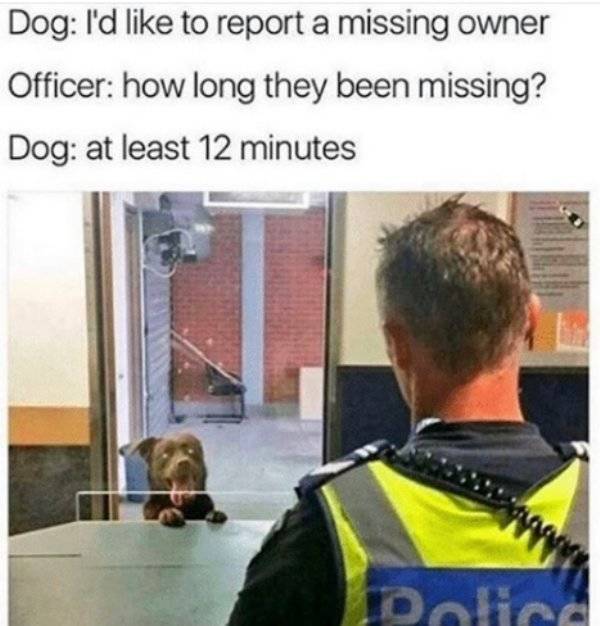 Your Dog Would Very Much Enjoy These Memes