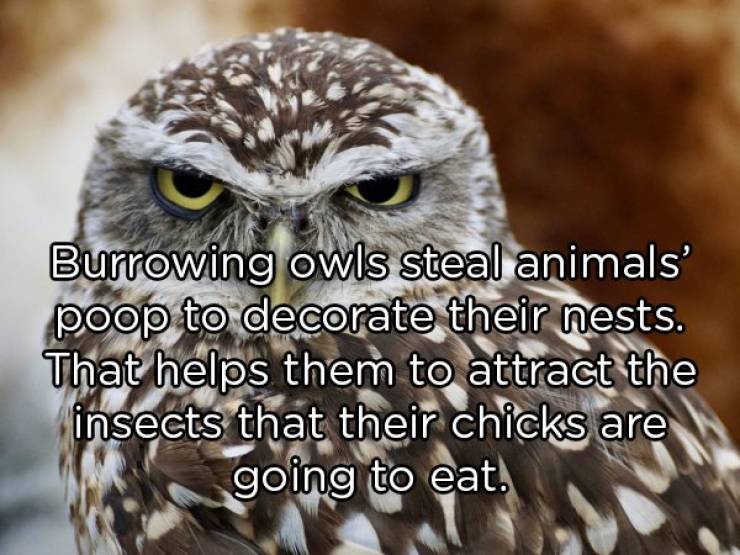 Go Into The Wild With These Animal Facts