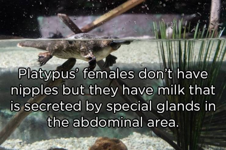 Go Into The Wild With These Animal Facts