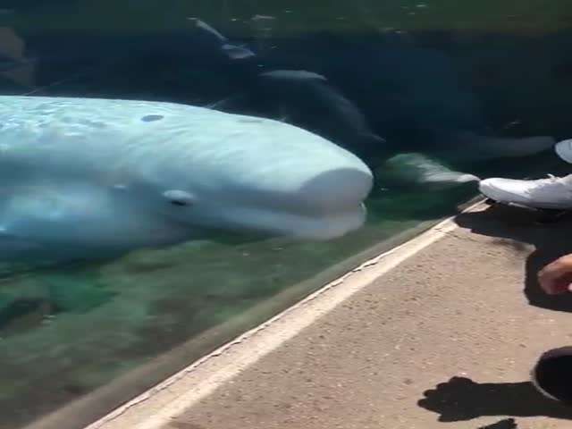 Get Pranked By… A Beluga Whale!