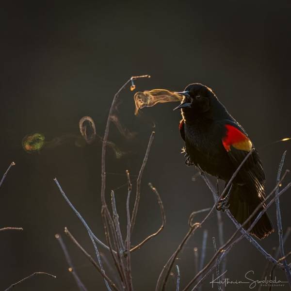 Photos Capturing The Magic Of Nature