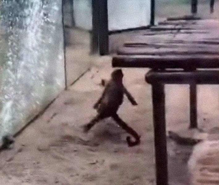 Just A Monkey Sharpening A Rock In A Zoo…