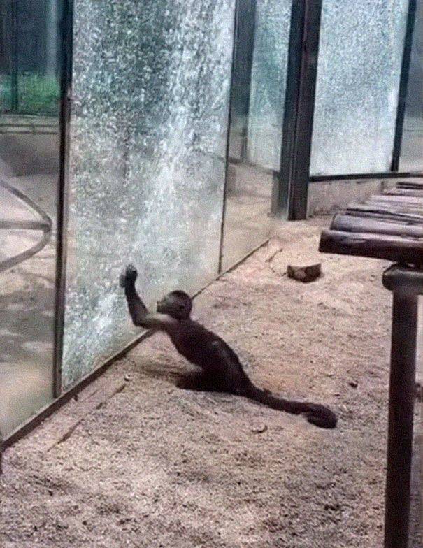 Just A Monkey Sharpening A Rock In A Zoo…