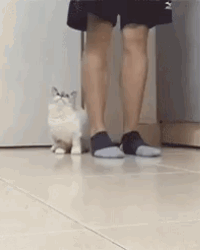 daily_gifdump_3155_27.gif