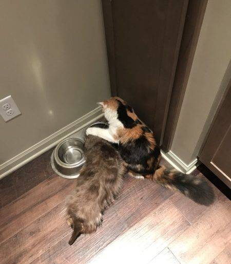 In Cats Vs. Dogs No One Ever Really Wins