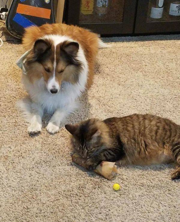 In Cats Vs. Dogs No One Ever Really Wins