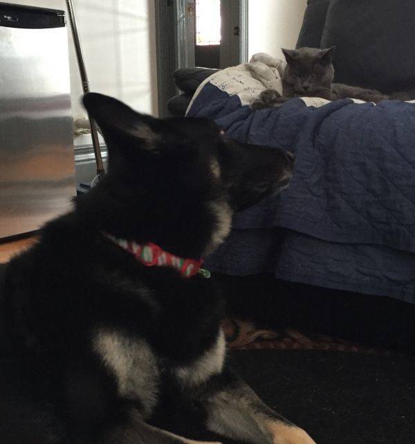 In Cats Vs. Dogs No One Ever Really Wins