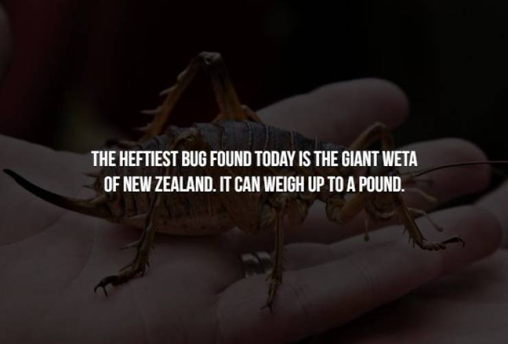 Insects Are Creepy, And That’s A Fact