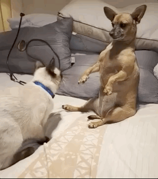 In Cats Vs. Dogs No One Ever Really Wins