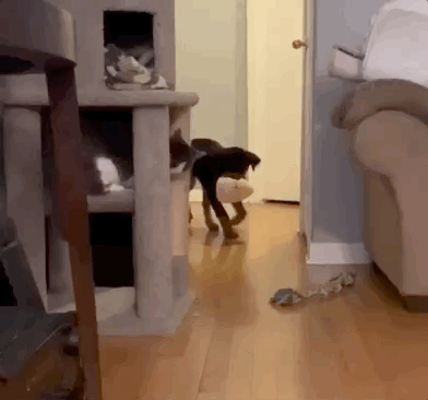 In Cats Vs. Dogs No One Ever Really Wins
