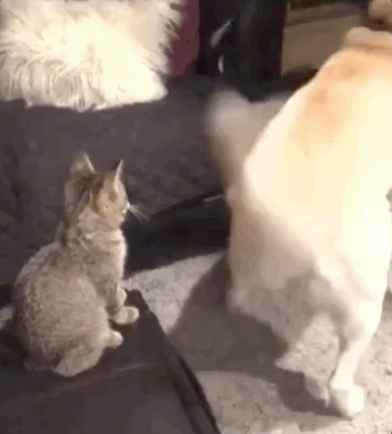 In Cats Vs. Dogs No One Ever Really Wins