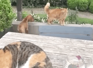 In Cats Vs. Dogs No One Ever Really Wins