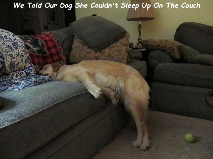 Dogs, How Do You Sleep Like This?!