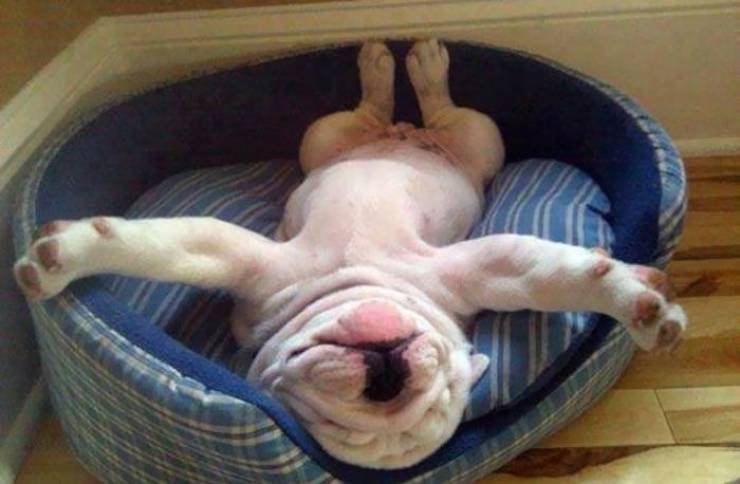 Dogs, How Do You Sleep Like This?!