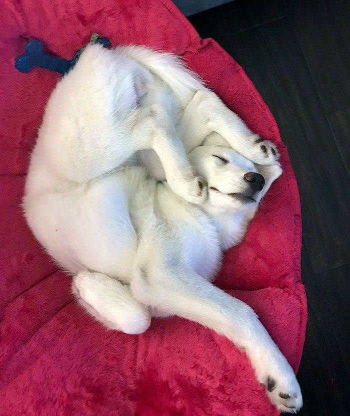 Dogs, How Do You Sleep Like This?!