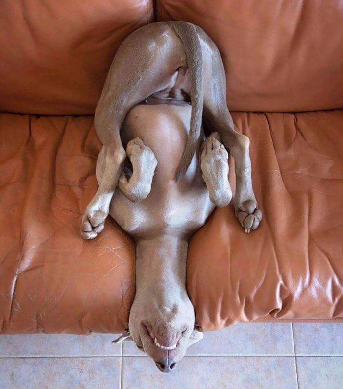 Dogs, How Do You Sleep Like This?!