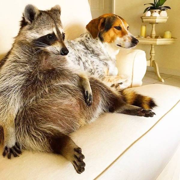 Raccoons Are The Most Genuine Animal Beings…