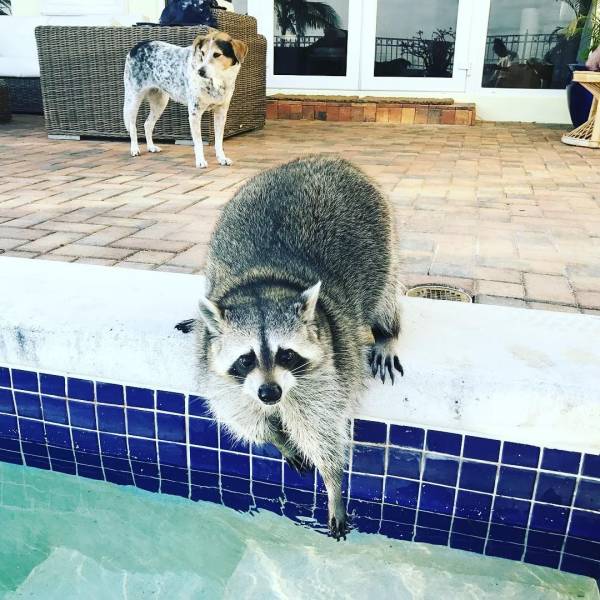 Raccoons Are The Most Genuine Animal Beings…