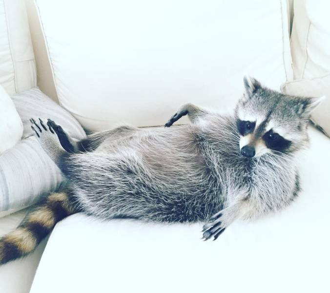 Raccoons Are The Most Genuine Animal Beings…
