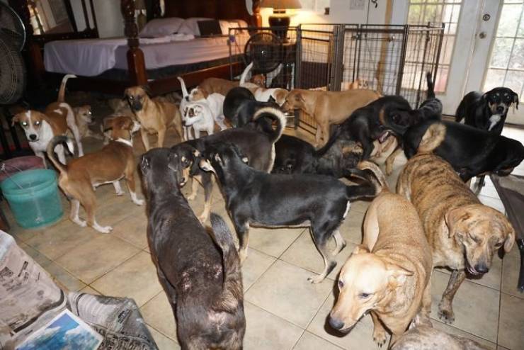 There Was A Category 5 Storm Over The Bahamas, But These Stray Dogs Were Safe And Sound