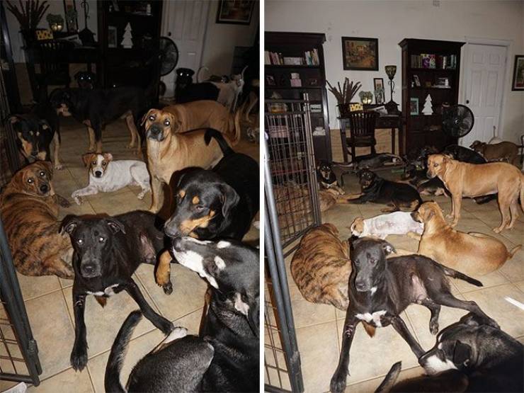There Was A Category 5 Storm Over The Bahamas, But These Stray Dogs Were Safe And Sound