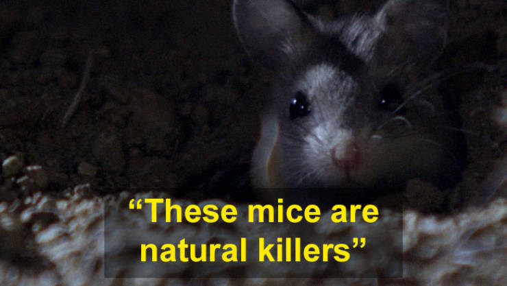 Mice Are Cute And Peaceful, Huh? Take A Look At This Bad Boy!